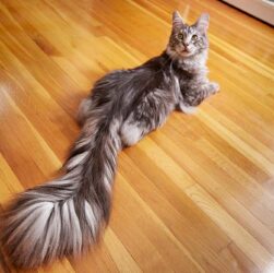 longest tail in the world | Michigan's guinness world record