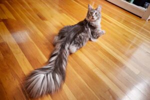 Â Michigan's guinness world record cat break for longest tail