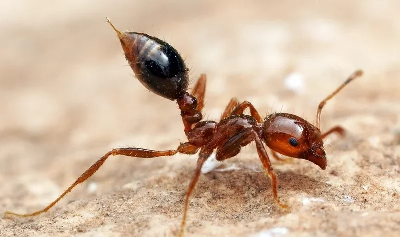 One of world’s most invasive species reaches Europe